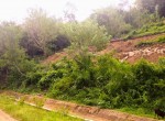 Golo Bilas (1)