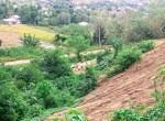 Golo Bilas (5)